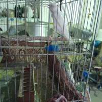 دو عدد قناری نر و ماده|پرنده|بروجرد, |دیوار