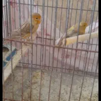 دو عدد قناری ماده اماده جفت|پرنده|فسا, |دیوار