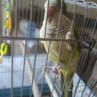 طوطی راهب