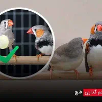 فنچ ها گم شده