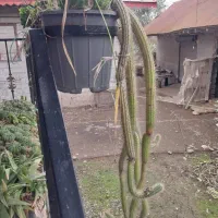 فروش گل خانگی|گل و گیاه طبیعی|رودبنه, |دیوار