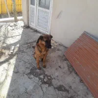 سگ پیداشده|حیوانات|رودهن, |دیوار