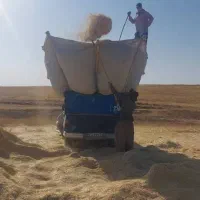 کاه گندم ودیم درجه یک ازنا .الیگودرز...کلیو13تا15