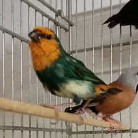 فنچ طوطی وار ماسکت گلوبریده پارسون