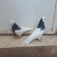 کبوتر طوقی شهر جم|پرنده|جم, |دیوار