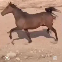 مادیون ترک دره شور مال تک بندی