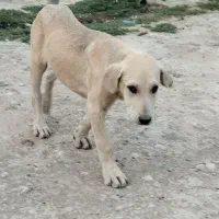 سگ توله دوزدیده