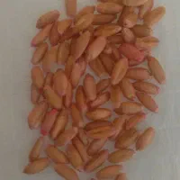 گندم دیم بذری و کود سفید