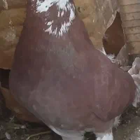 یک عدد کبوتر پرشی ماده به شرط پرش قیمت مقطوع