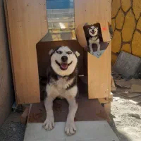 واگذاری سگ هاسکی