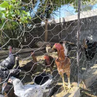 لاری|حیوانات مزرعه|فهرج, |دیوار