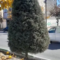 هرس|خدمات باغبانی و درختکاری|شاندیز, |دیوار