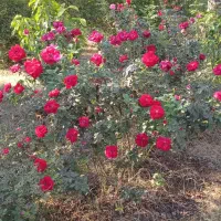 فروش انواع نهال تک و عمده
