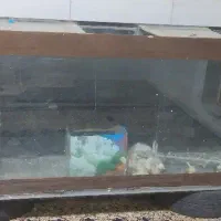 دوچرخه پوما حرفه ای.  و    آکواریوم