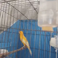 قناری نرو ماده ردفکتور