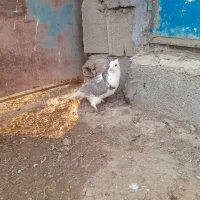 طوقی پشت|پرنده|شیروان (خراسان), |دیوار