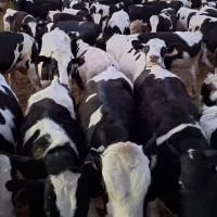 کارگر گاودارای