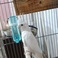 عروس هلندی ماده آلبینو مست و آماده نیمه رام طوطی|پرنده|سنندج, |دیوار