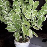 گل یخی