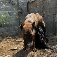سگ نژاد کنکرسو