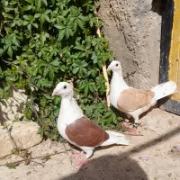 کبوتر|پرنده|فسا, |دیوار