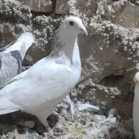 پرند کفتر|پرنده|گلبهار, بیزکی|دیوار