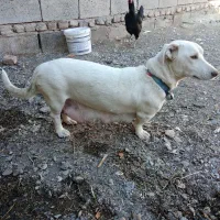 واگذاری پاکوتاه دهن پاک نگهبان