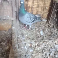 کفتر مسافتی