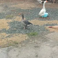 دوعدد قوغاز و یک خروس|حیوانات مزرعه|نوشین شهر, |دیوار