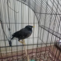 مرغ مینا|پرنده|سوسنگرد, |دیوار