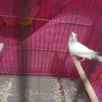 قناری سفید|پرنده|سلماس, |دیوار