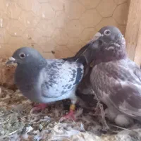 نروماده بور مگس