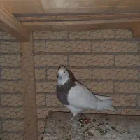 کفتر  طوقی معاوضه با چیزی که کارم بیاد