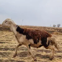 بره قوچ پلنگی|حیوانات مزرعه|سیلاخور, |دیوار