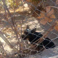 سگ ژرمن فروش یا معاوضه|سگ|دماوند, دماوند|دیوار