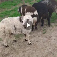 چهار راس بره نر شیرمست بروجردی