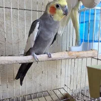 جفت عروس هلندی مولد