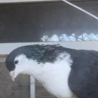 ساده سیاه پاک نر واکسی میزون