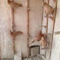 ماده زرد کرمانی|پرنده|مشهد, کوشش|دیوار