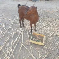 بربری دو ماه آبستن|حیوانات مزرعه|چابهار, |دیوار