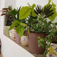 فروش اشیا زینتی