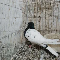 کبوتر کله سینه دم سفید دم سیاه طوقی|پرنده|شیروان (خراسان), |دیوار