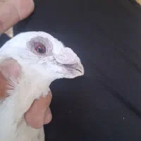 کفتر دراگون