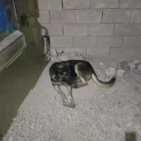 واگذاری سگ دوبرمن|سگ|کرمانشاه, |دیوار