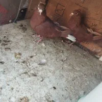 کفتر جفتی جوجه زرد گلی پلنگ