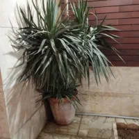 گل طبیعی مناسب حیاط یا ویلا|گل و گیاه طبیعی|اراک, |دیوار