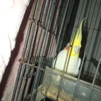 عروس هلندی