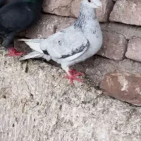 سار|پرنده|نیشابور, مازول|دیوار