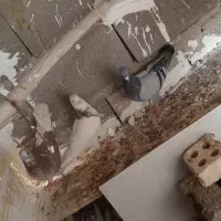 کبوتر پرشی|پرنده|طبس, |دیوار