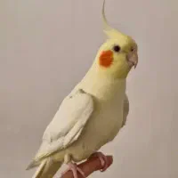 عروس هلندی نر دستی و مست